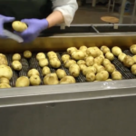 potato storing